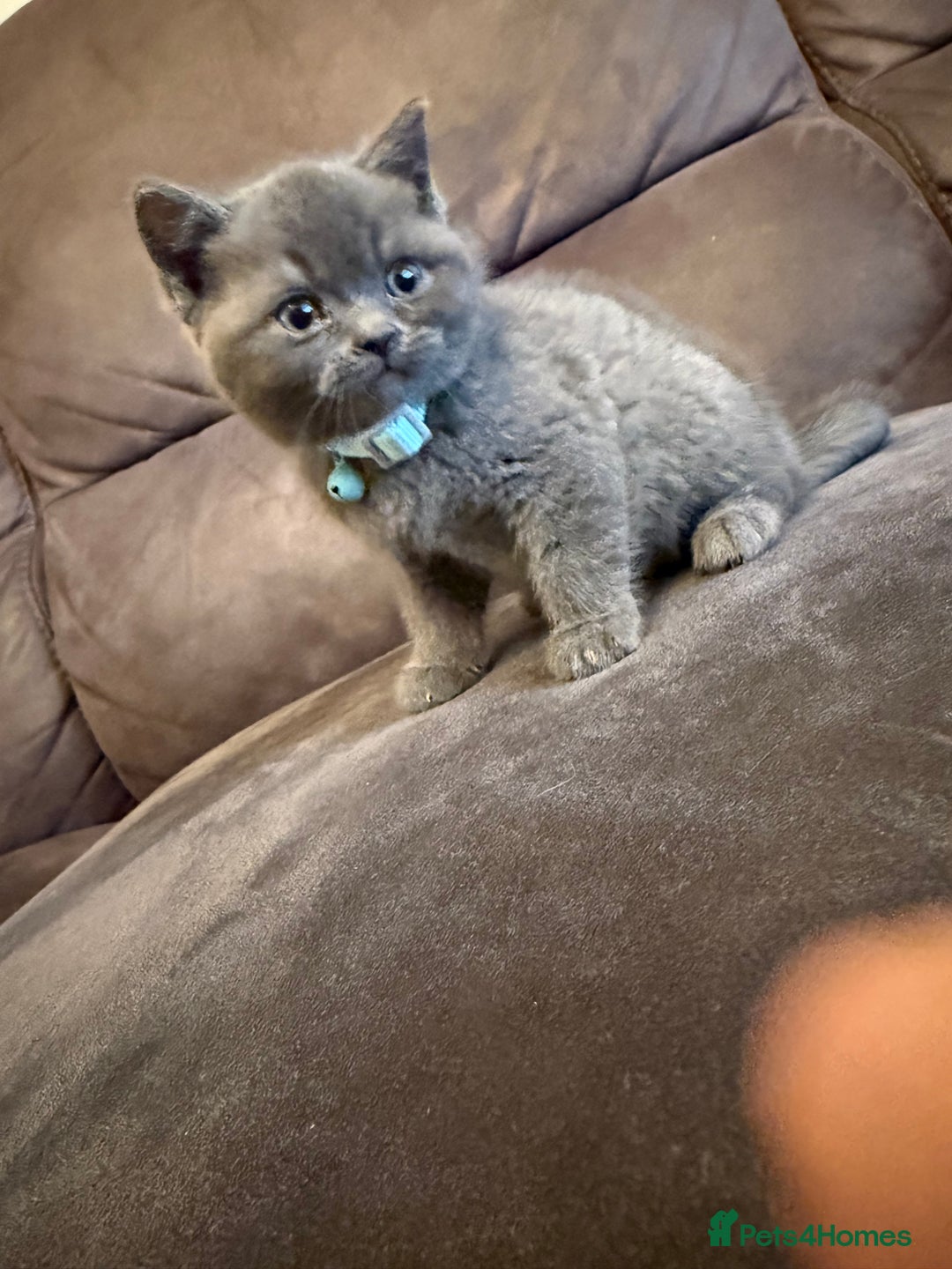 British Shorthair cats for sale: British short hair kittens  - Advert 5