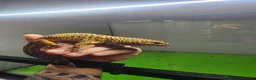 Gecko reptiles for sale: Leopard Gecko + Full Setup in London - Advert 5