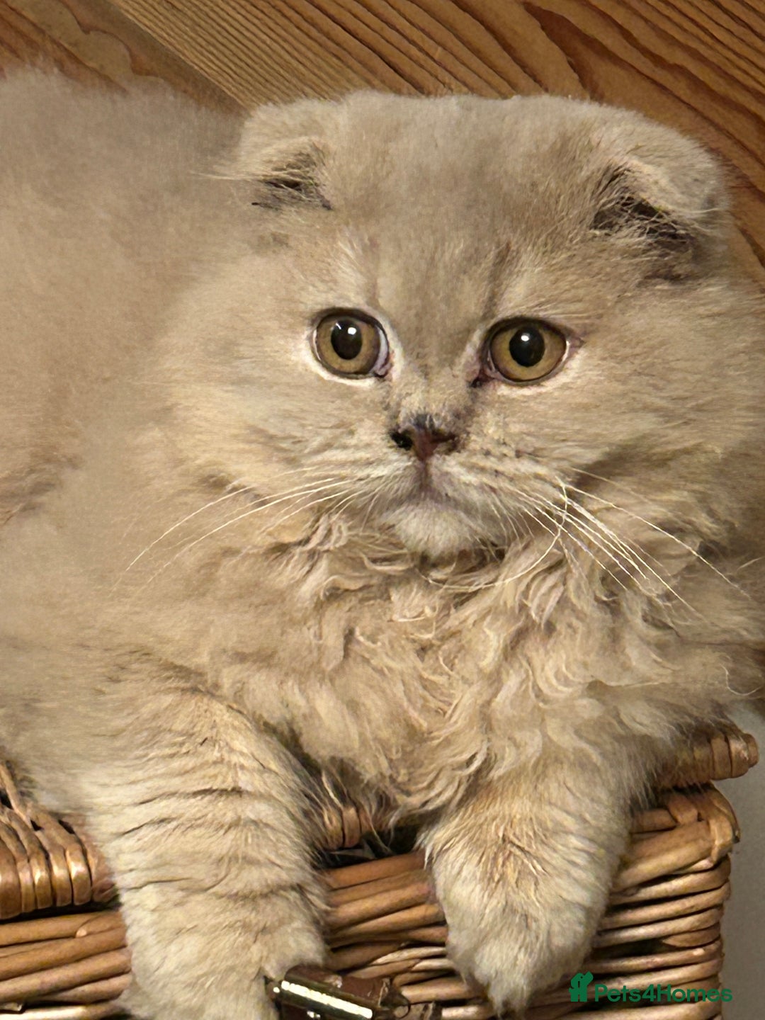 Scottish Fold cats for sale: 🩷Scottish fold kitten One Available 🩷 - Advert 15