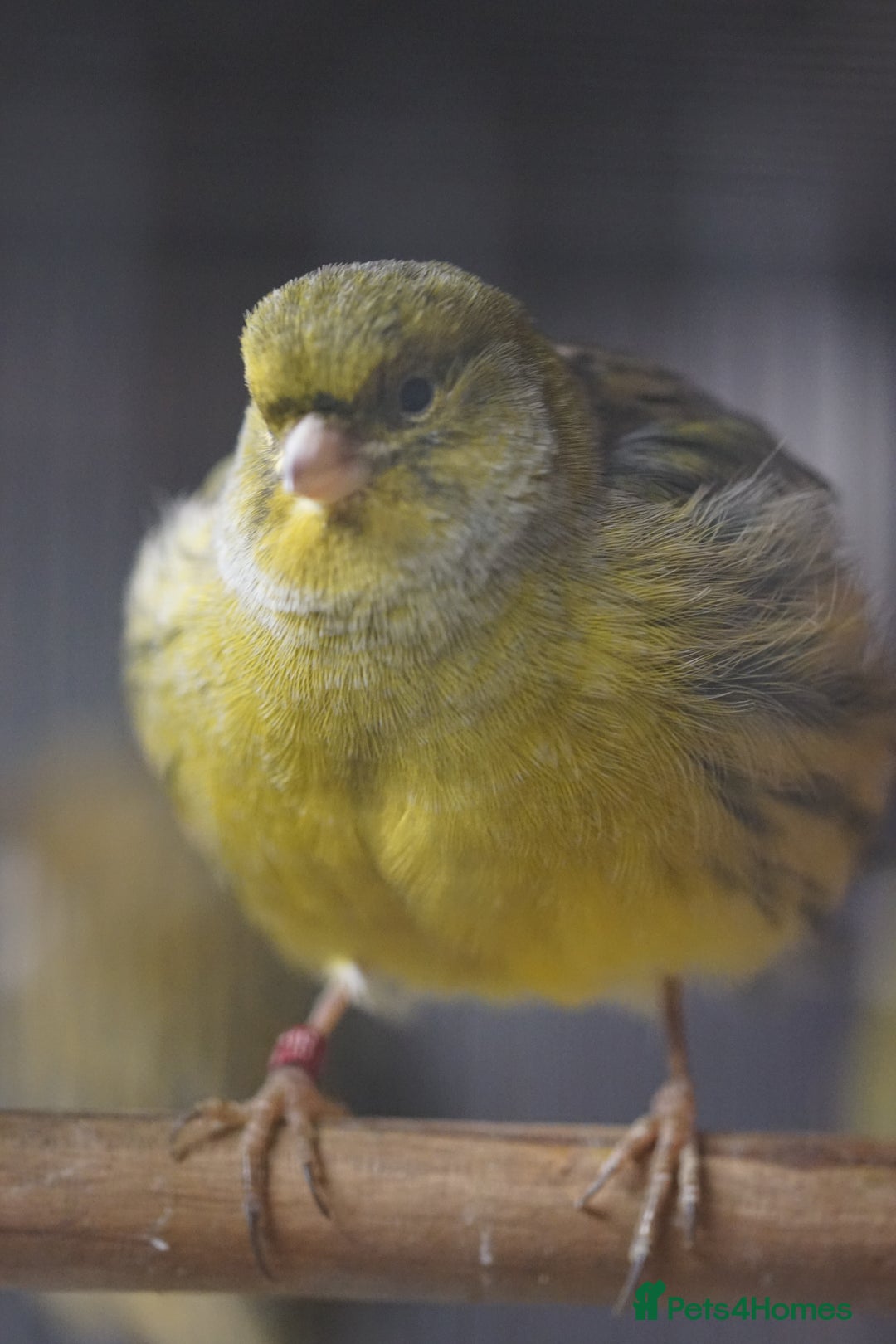 Canaries birds for sale: Canaries  - Advert 2