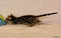 Bengal cats for sale: 🐾 Purebred BENGAL kittens🐾 - Image 11