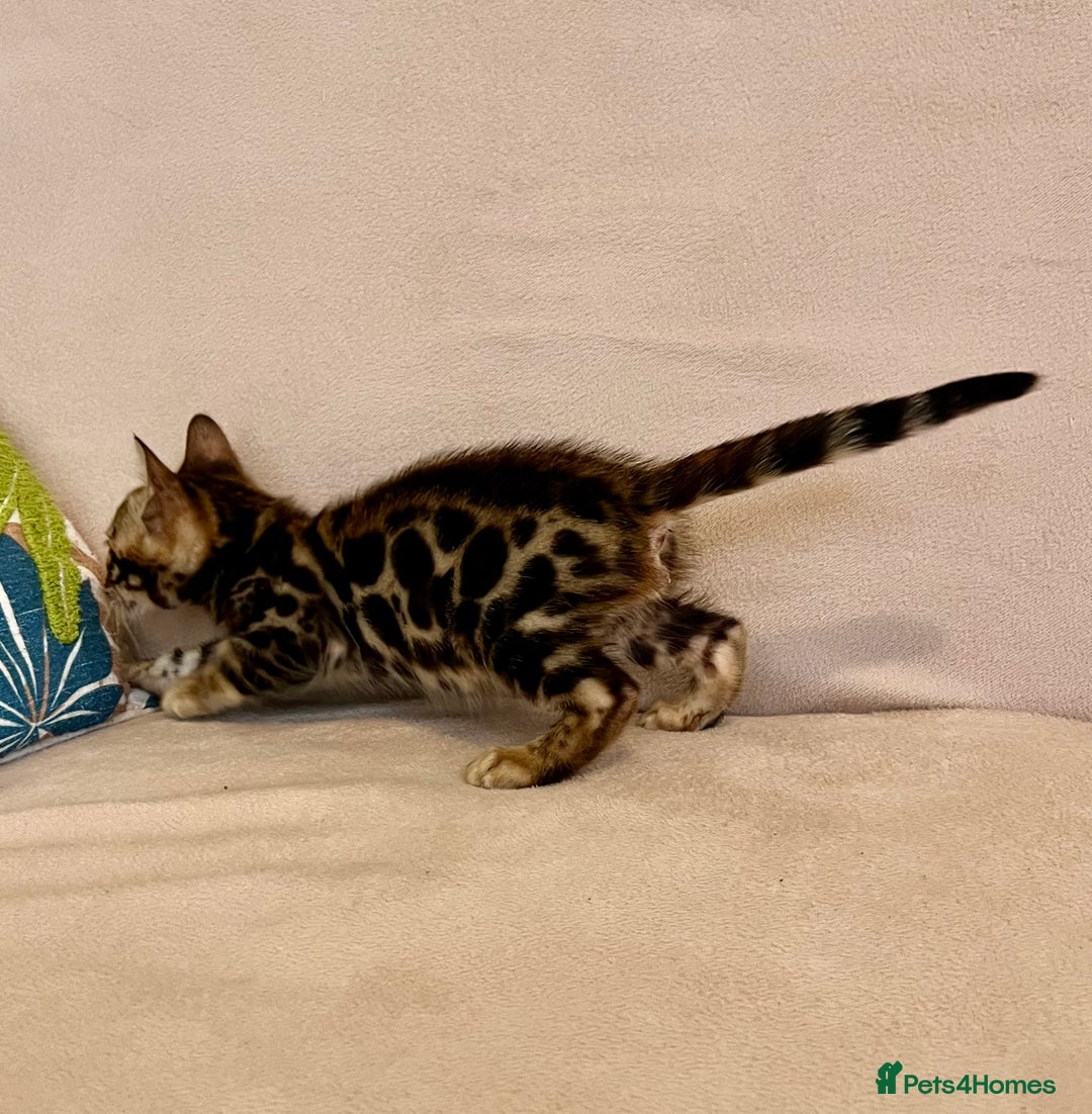 Bengal cats for sale: 🐾 Purebred BENGAL kittens🐾 - Image 11