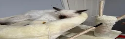 Ragdoll cats for sale: Make kitten mitted ragdoll  in Bolton - Advert 2