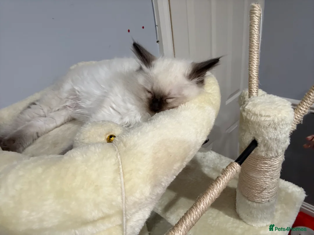 Ragdoll cats for sale: Make kitten mitted ragdoll  in Bolton - Advert 2