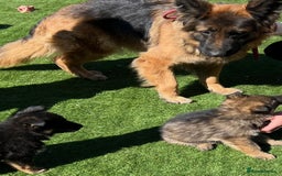 German Shepherd dogs for sale: Pedigree Long Haired German Shepherd  - Image 5