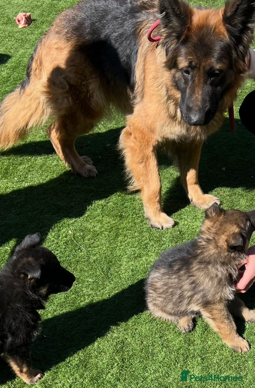 German Shepherd dogs for sale: Pedigree Long Haired German Shepherd  - Image 5