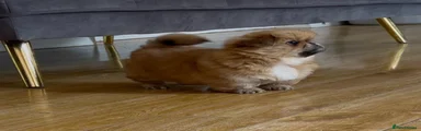 Pekingese 3