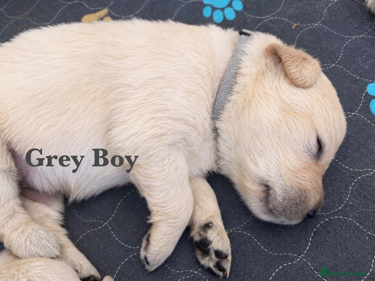 Golden Retriever dogs for sale: Champion line puppies 🏆 - Advert 1