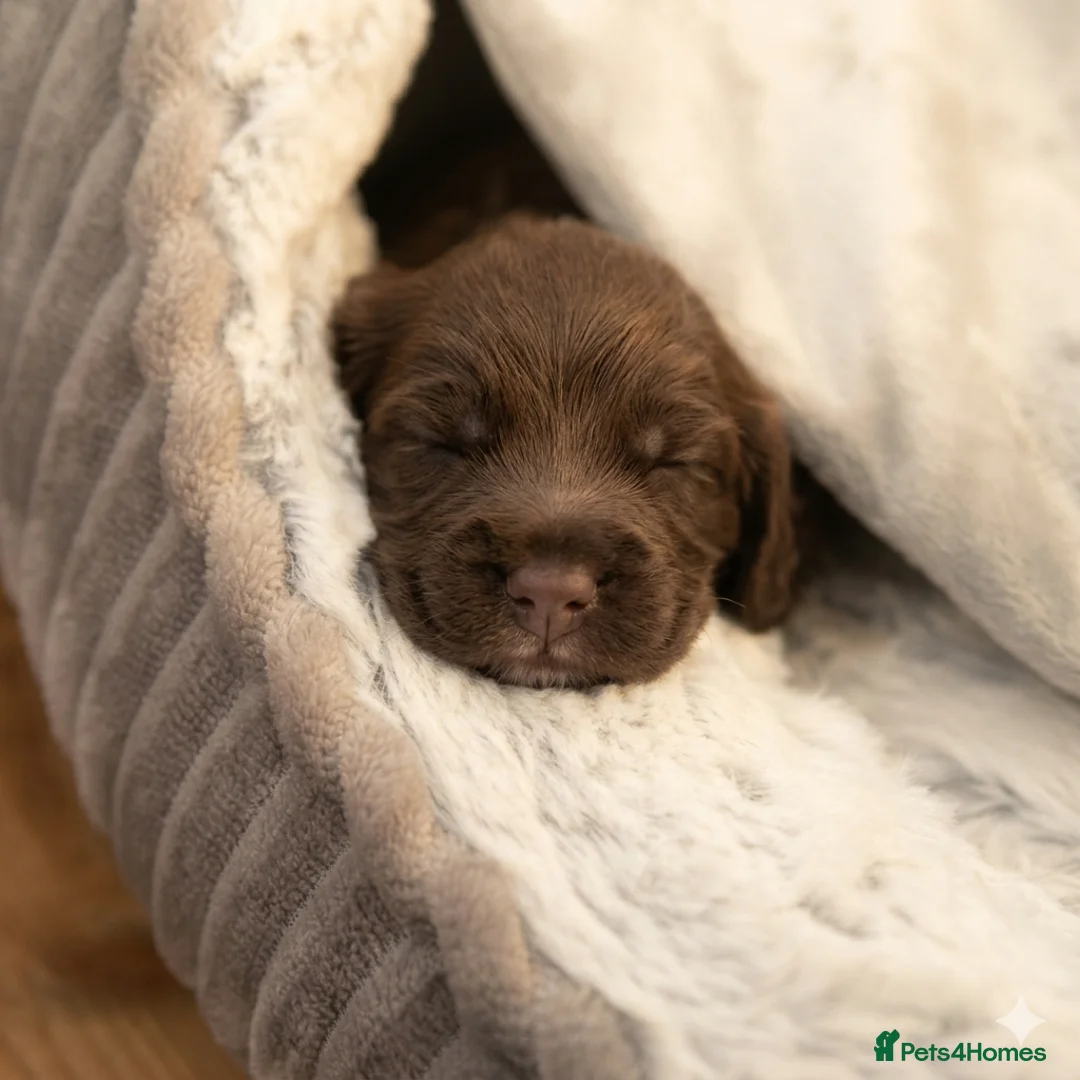 Cocker Spaniel dogs for sale: 🐾 Stunning "Working x Show" Cocker Spaniels ! 🐾 - Advert 1