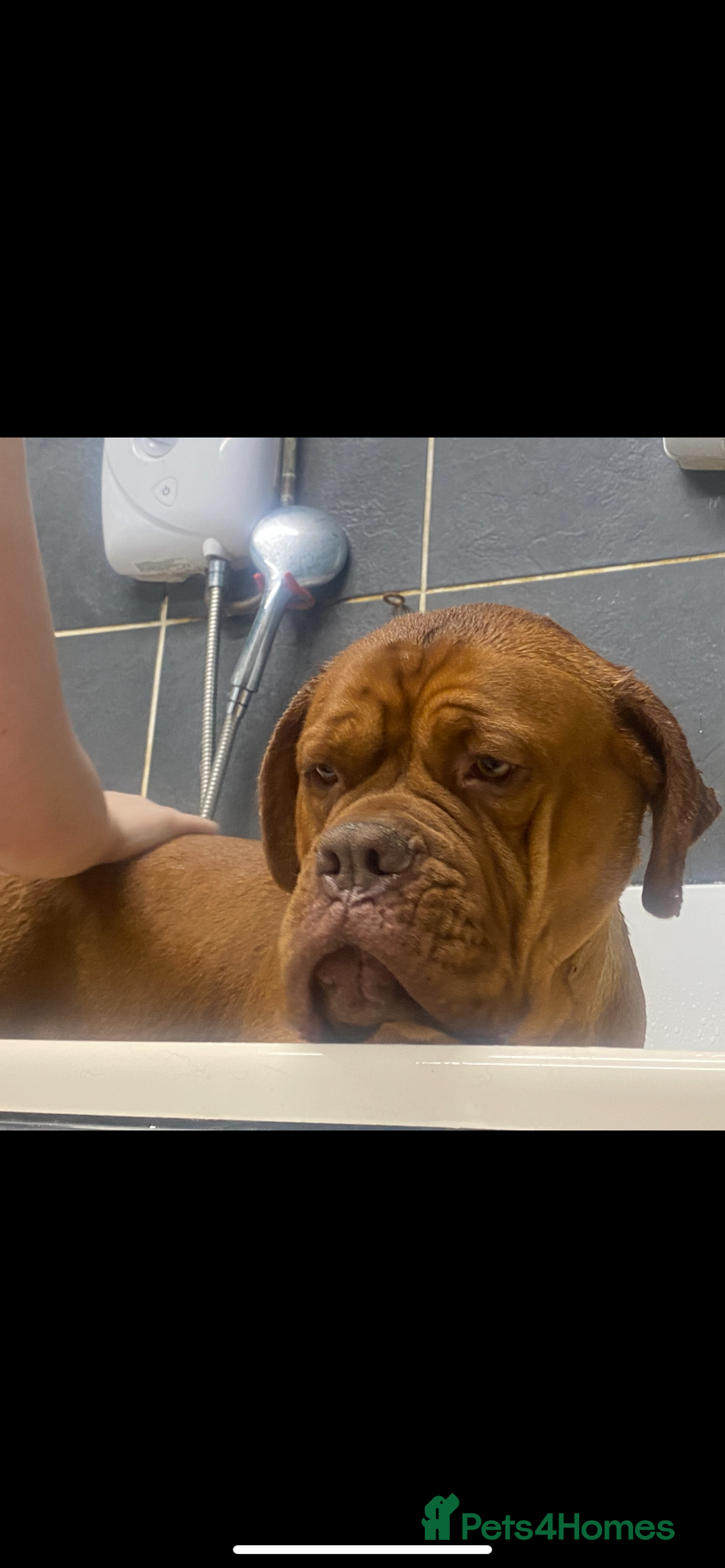 Dogue De Bordeaux dogs for sale: Stunning adult female dogue de Bordeaux  - Image 4
