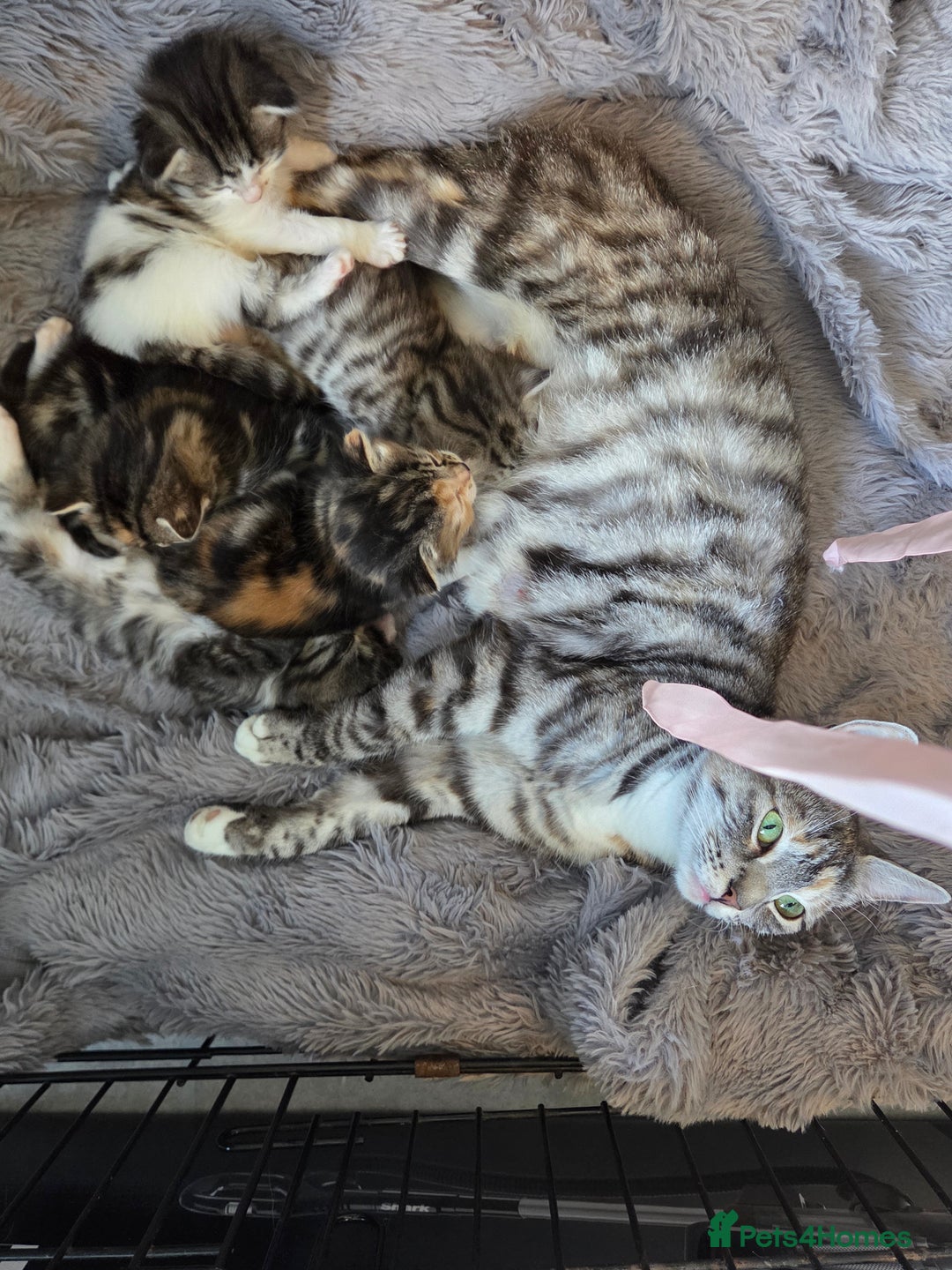 Mixed Breed cats for sale: Mixed colour tabby kittens - Image 9