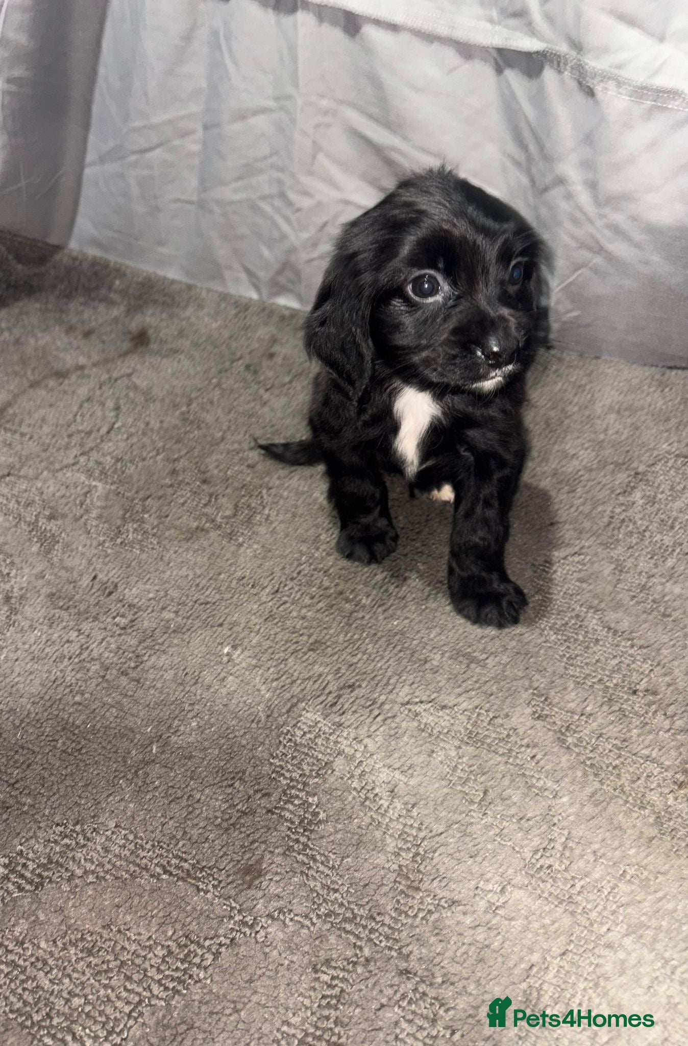 Cocker Spaniel dogs ADORABLE 🥰 SHOW TYPE COCKER SPAINEL PUPPIES 🐶  - Advert 10