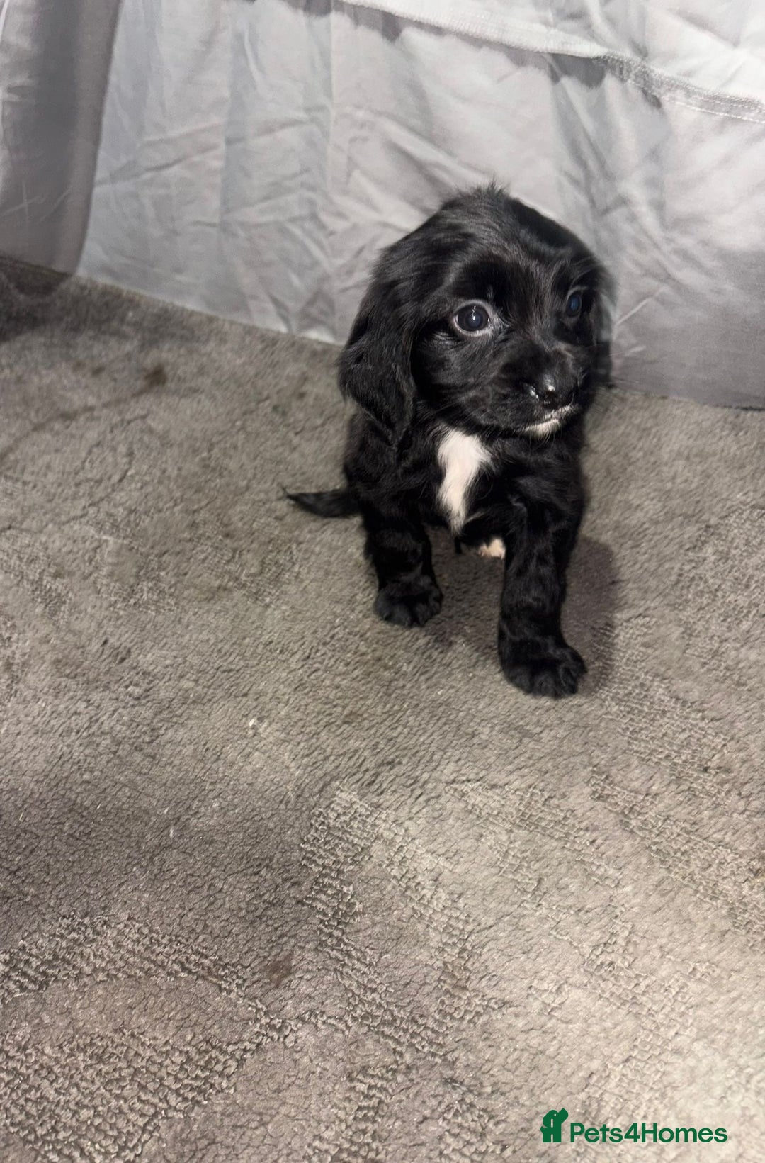 Cocker Spaniel dogs for sale: ADORABLE 🥰 SHOW TYPE COCKER SPAINEL PUPPIES 🐶  - Advert 1