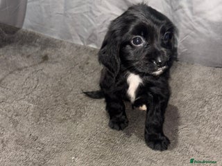 Cocker Spaniel dogs ADORABLE 🥰 SHOW TYPE COCKER SPAINEL PUPPIES 🐶 - Advert 1