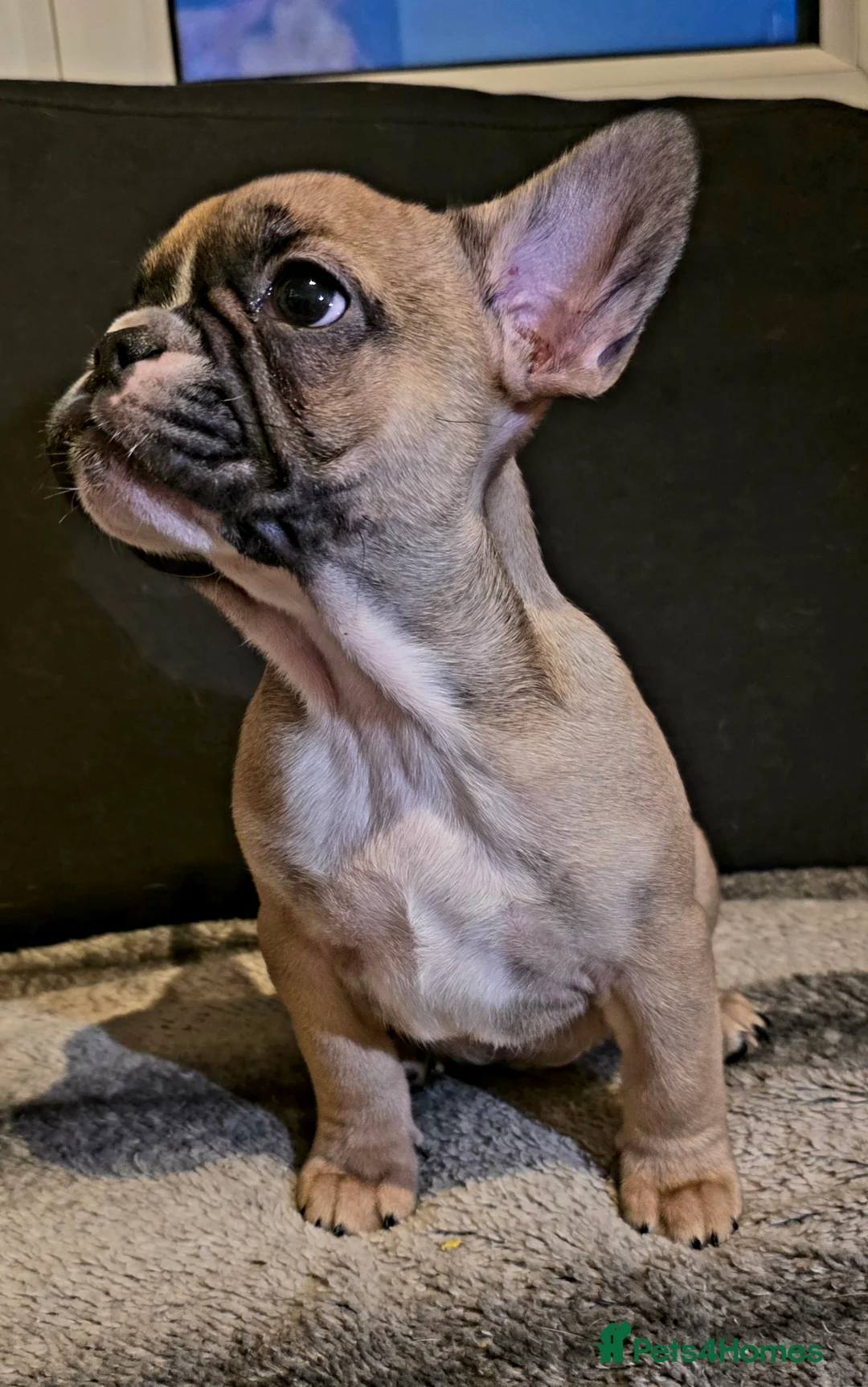 French Bulldog dogs for sale: Beautiful French bulldog  - Advert 18