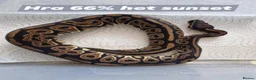 Python Snake reptiles for sale: Various royals in Bilston - Advert 13