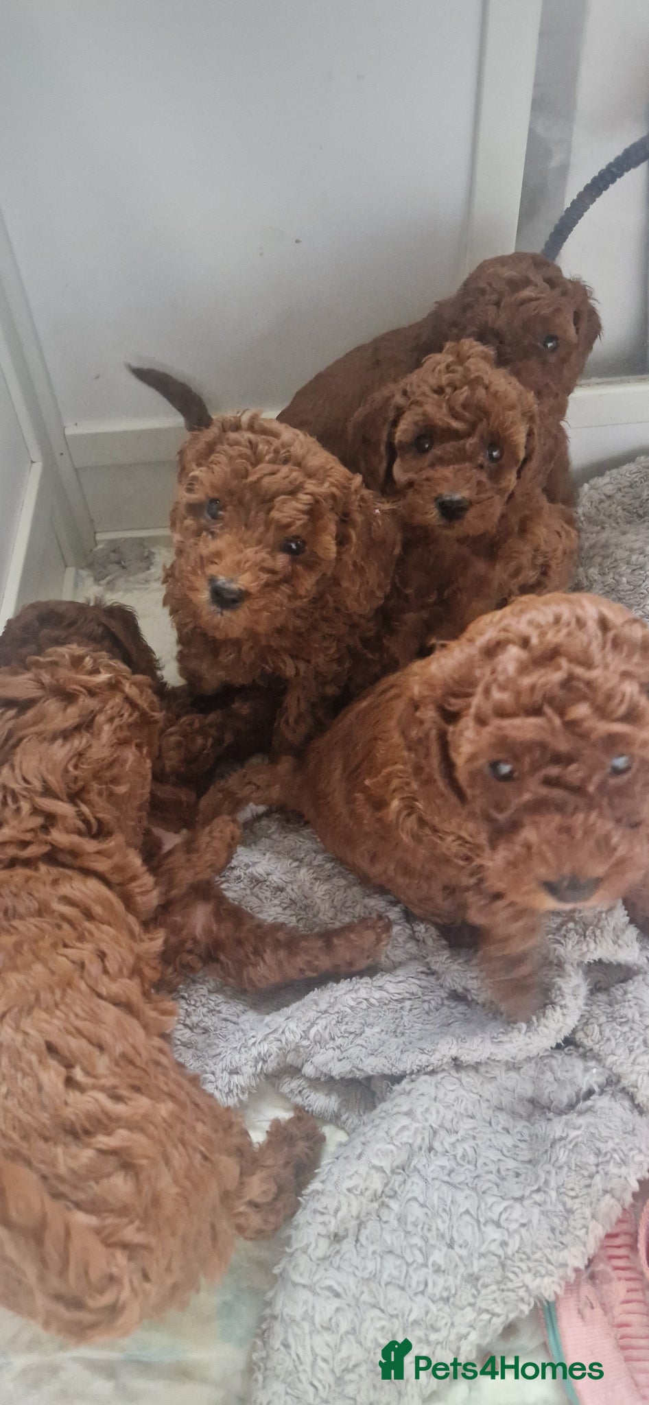 Miniature Poodle dogs Gorgeous Fox Red Miniature Poodles  - Advert 1