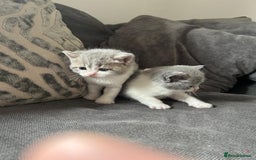 British Shorthair cats for sale: British shorthair cross - Image 12