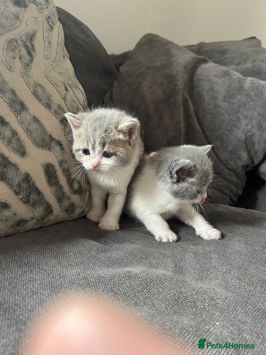 British Shorthair cats for sale: British shorthair cross - Image 12
