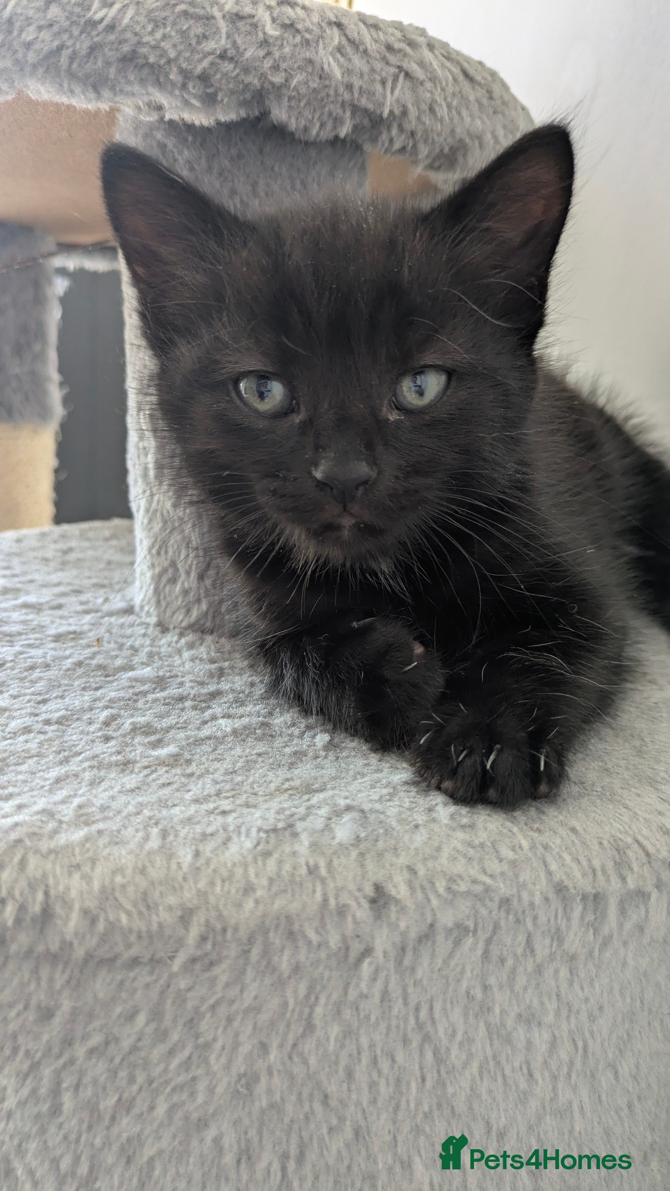 Mixed Breed cats for sale: 9 week old Black/brown tabby kittens - Advert 11
