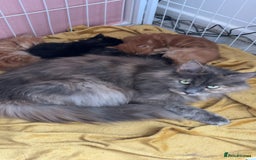 Maine Coon cats for sale: 5 gorgeous 3/4 Maine coon babys - Image 5