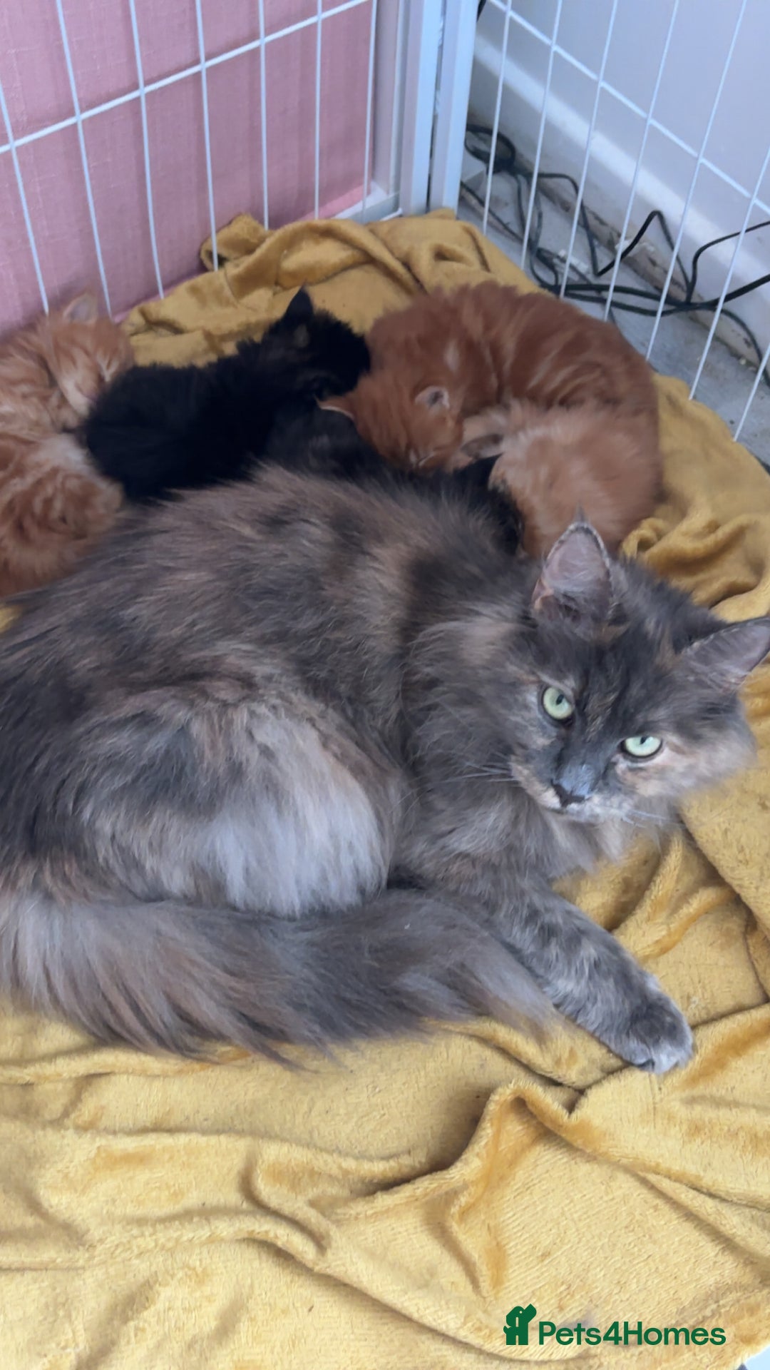 Maine Coon cats for sale: 5 gorgeous 3/4 Maine coon babys - Image 5