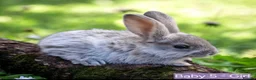 Mixed Breed rabbits for sale: Baby rabbits - Advert 4