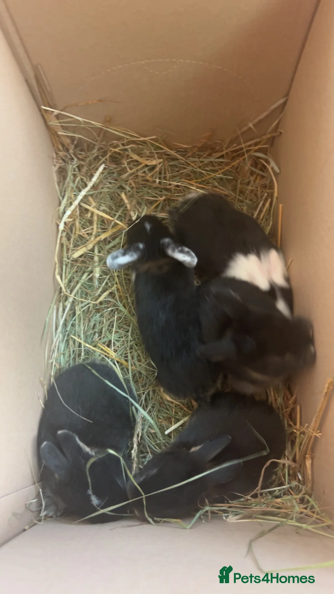 Mini Lop rabbits for sale: Mini lip rabbits  - Advert 2
