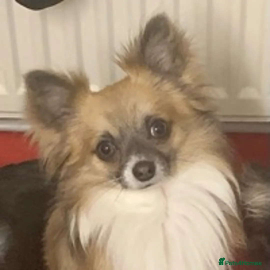 Chihuahua dogs for stud: Proven Chihuahua stud in Newport - Advert 4