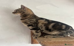 Scottish Fold cats for sale: Kittens Ready for Their Forever Homes - Image 32
