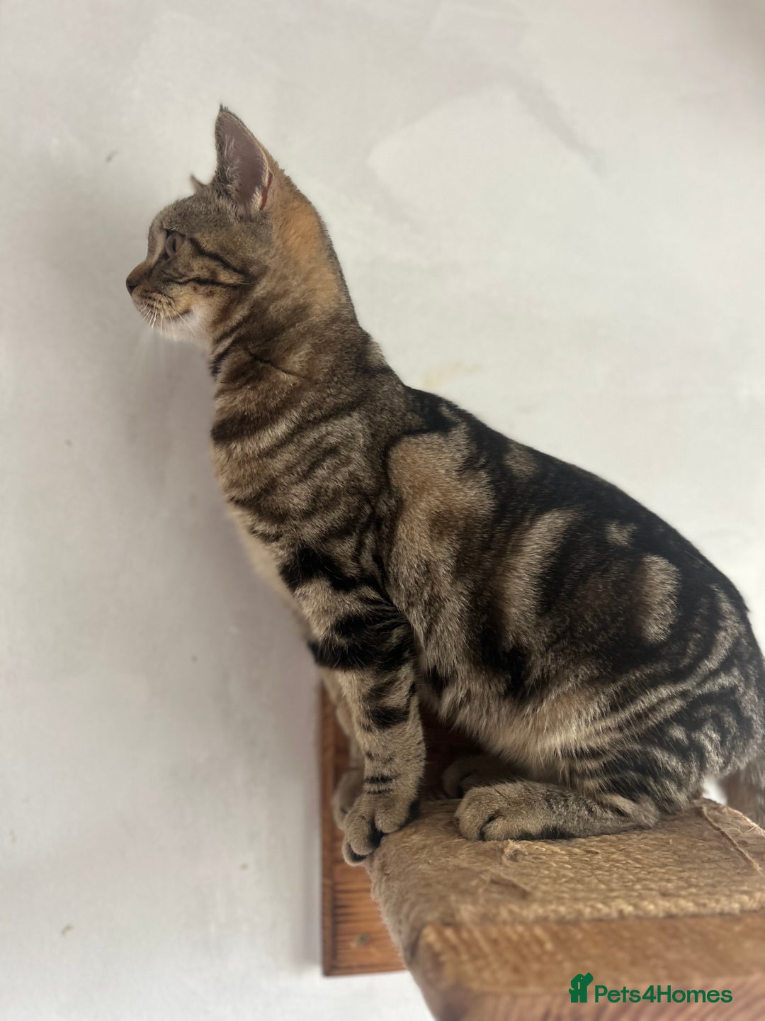 Scottish Fold cats for sale: Kittens Ready for Their Forever Homes - Image 32