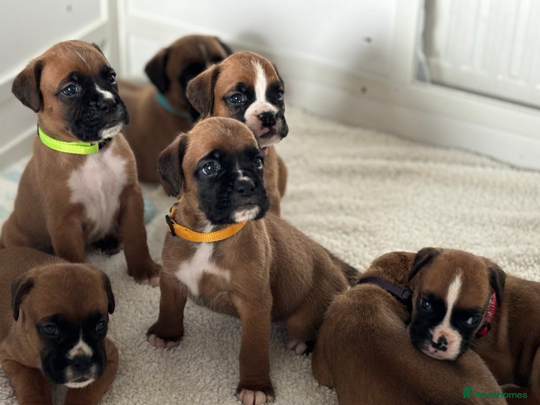 Boxer dogs for sale: ⭐️ Champion bloodline KC bobtail/tailed puppies ⭐️ - Image 6