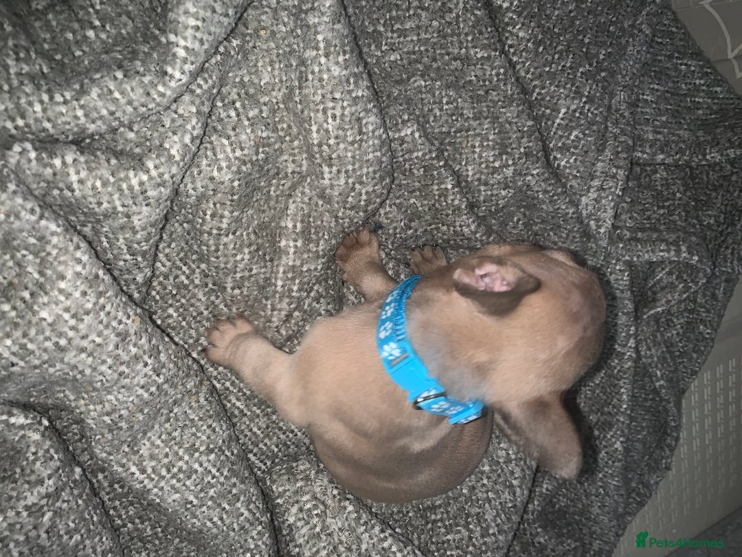 French Bulldog dogs for sale: REDUCED!!🥰Ready SOON 🐾 French bulldog puppies - Image 15
