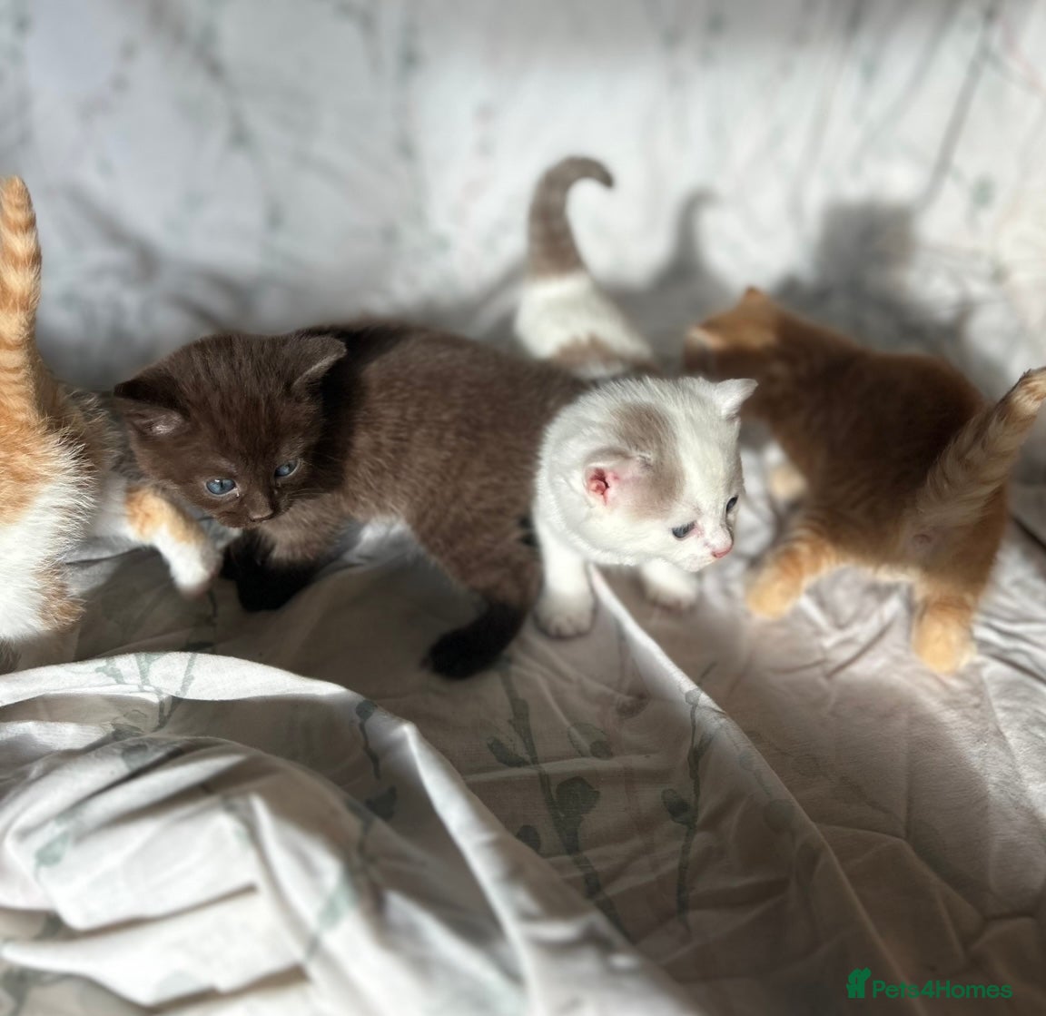 Mixed Breed cats Beautiful coloured kittens  - Advert 3