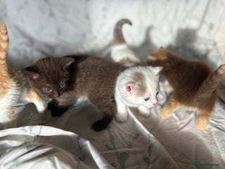 Mixed Breed cats Beautiful coloured kittens - Advert 6