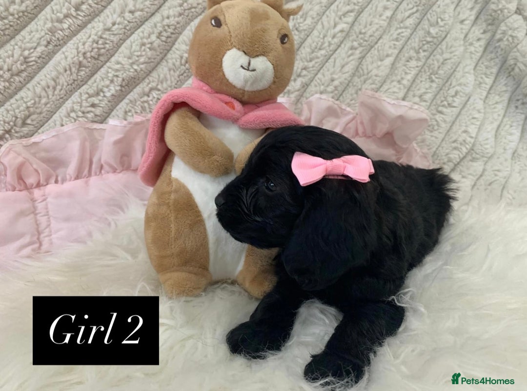 Cockapoo dogs for sale: Beautiful Cockapoo puppies🐶 - Image 7