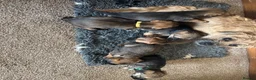 Border Terrier dogs for sale: Border Terrier pups - Advert 3