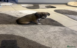 Mixed Breed dogs for sale: Beautiful healthy whippet  x Bedlington - Image 8
