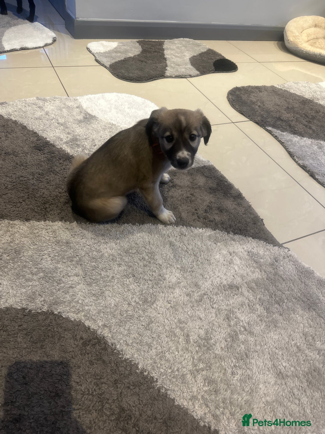 Mixed Breed dogs for sale: Beautiful healthy whippet  x Bedlington - Image 8