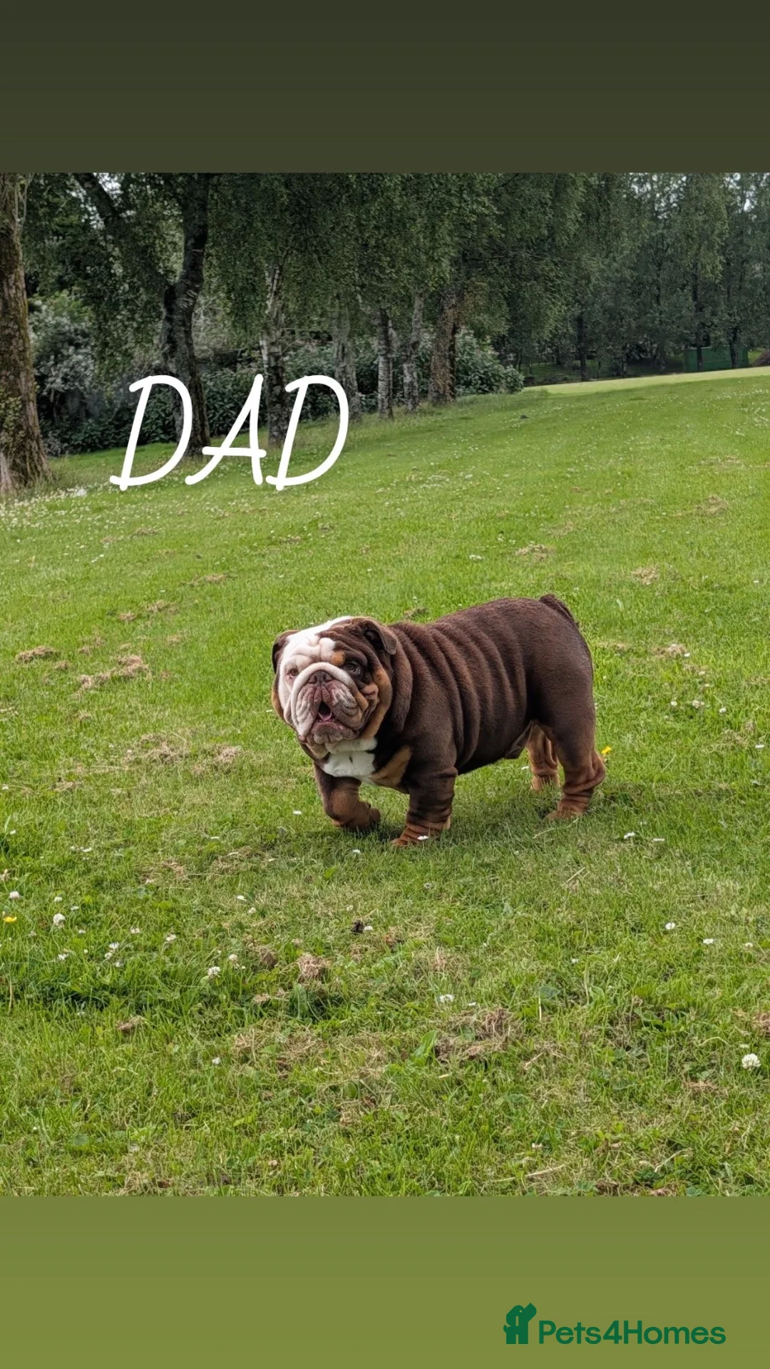 English Bulldog dogs for sale: KC English bulldogs puppies  - Advert 10