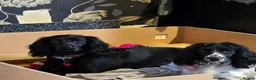 Cocker Spaniel dogs for sale: Lovely Cocker Spaniel Puppies  - Advert 16