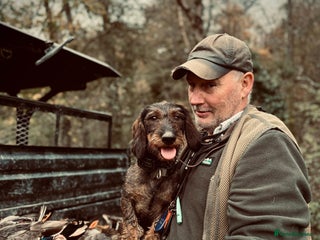 Dachshund dogs in Tonbridge - Advert 9