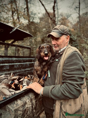 Dachshund dogs in Tonbridge - Advert 1