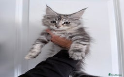 Maine Coon cats for sale: Pedigree Kittens Available RTL now  - Image 3