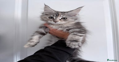 Maine Coon cats - Advert 14