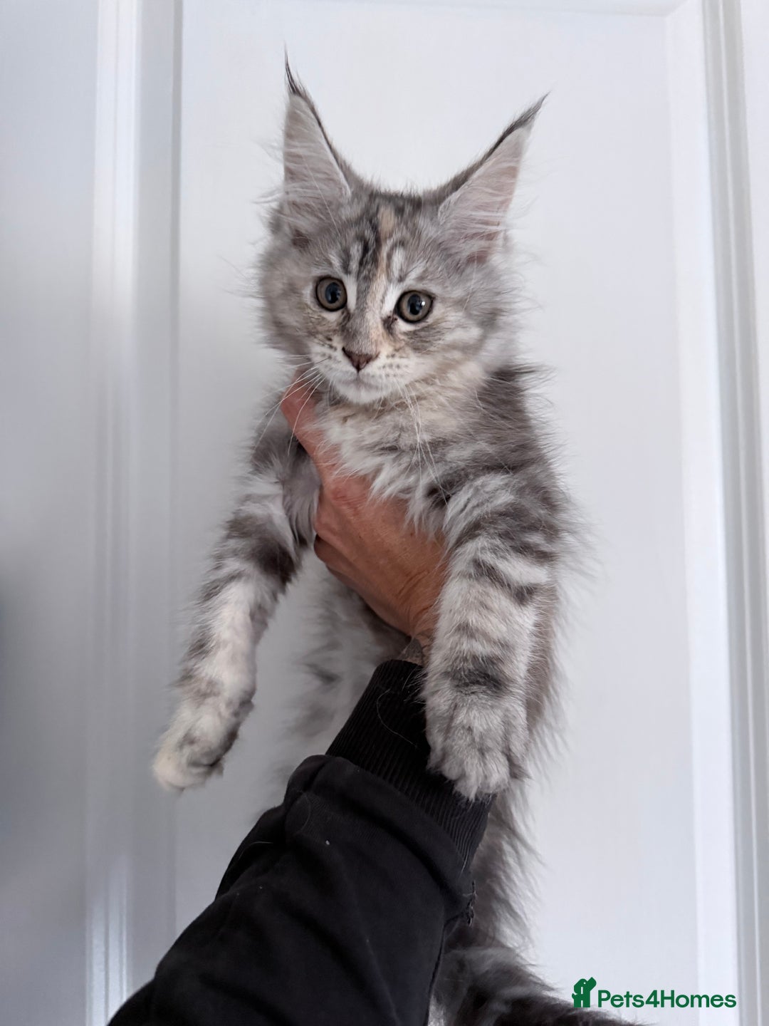 Maine Coon cats for sale: Pedigree Kittens Available RTL now  - Image 3