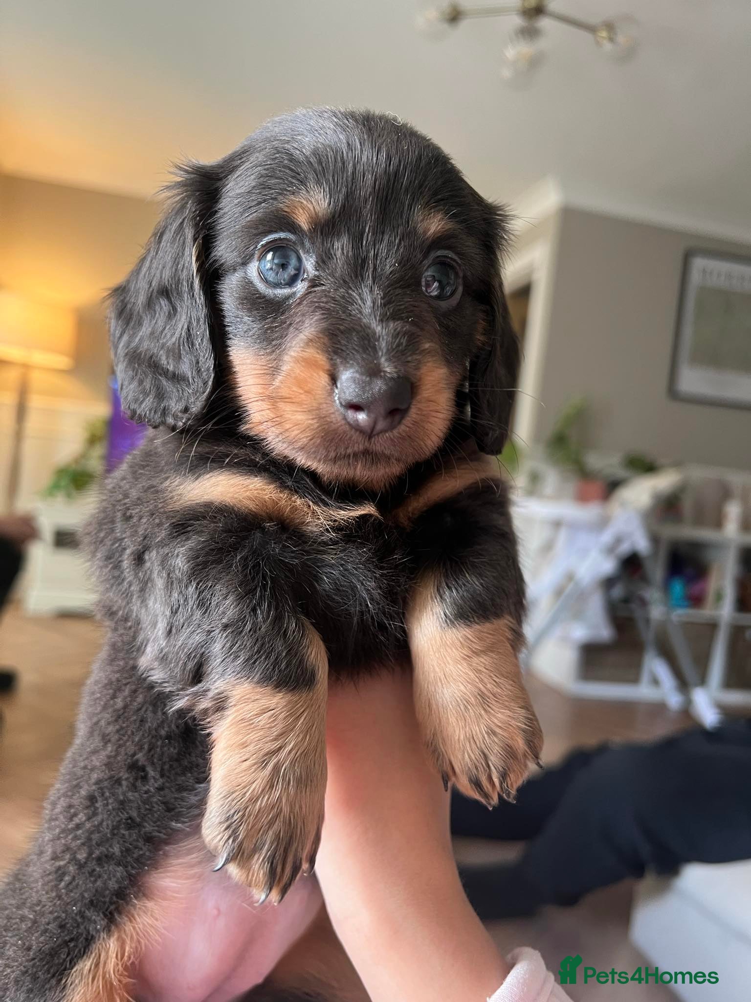 Miniature Dachshund dogs  Ready Kc minii long haired dachshunds ready now  - Advert 1