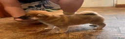 Japanese Shiba Inu dogs for sale: Shiba Inu 2 female puppies ready Friday  - Advert 2