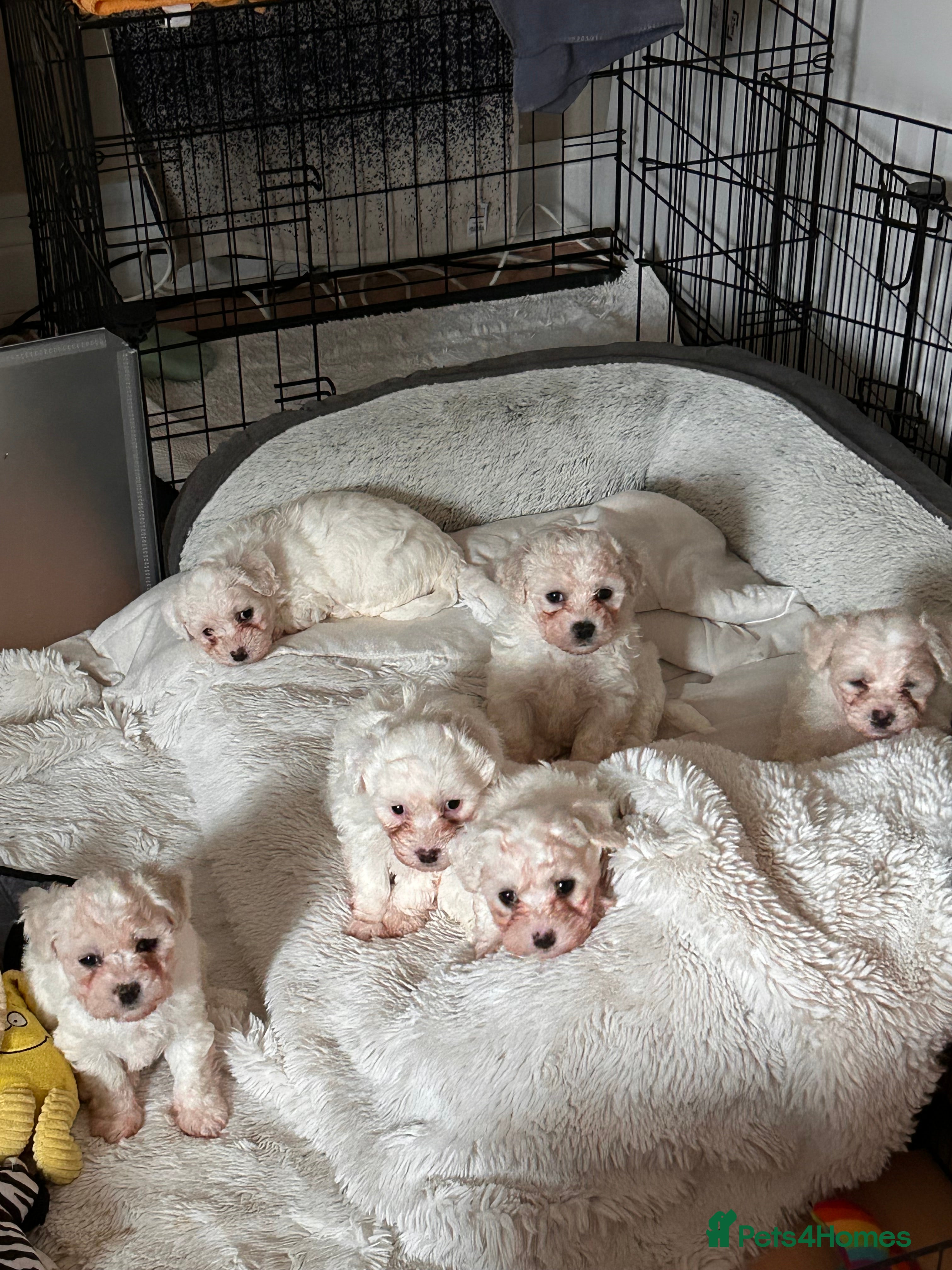 Mixed Breed dogs 6 Beautiful adorable Maltichon puppies  - Advert 15