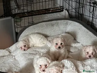 Mixed Breed dogs 6 Beautiful adorable Maltichon puppies - Advert 15